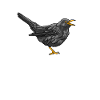 blackbird