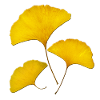 Ginkgo 1.1 Feng Shui Design