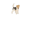 Foxterrier Herzschlag Drahthaar-Foxterrier