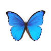Blue butterfly