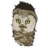 Tengmalm's Saw-whet Owl