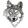 Wolf dark