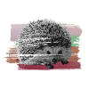 little hedgehog