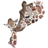 Giraffes