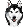 Sibirisk husky chef för Musher-Shirts.de
