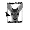 Rehkitz 5