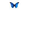 Antisocial Butterfly - Butterfly Aesthetic -