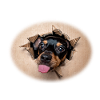 Dog sticks out tongue