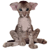 Big Ears