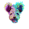 Splash Pumi Hund
