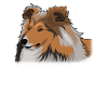 Sheltie Berger Shetland Sheepdog Hund