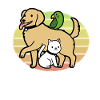 Dog cat parrot sunset