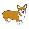 welsh corgi