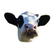 funny cow cow head black and white gift farmer