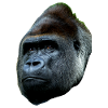 Gorilla cool simple
