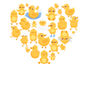 Duck chick