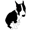 Bull Terrier