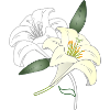 two lily flowers outline drawing & colored