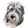 Bearded Collie
