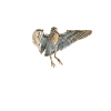 Chasseur femme bécasse