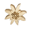 Edelweiss