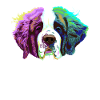 Splash Saint Bernard Dog