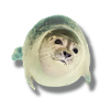 cute seal says hello