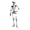 skeleton