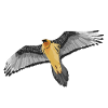 bearded vulture