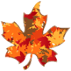 Maple leaf maple leaf