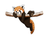 Funny Red Panda