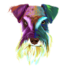 Splash Schnauzer Dog