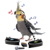 nymph cockatoo
