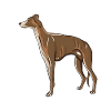 Greyhound Illustration