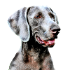 Weimaraner