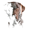 Labrador