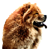 Chow chow 2