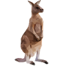 Kangaroo Low Poly Geometric Graphic
