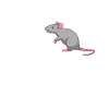 Rat mère de rats