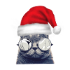 Christmas Cat Glasses