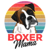 Boxer dog