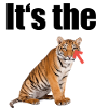 Eye of the Tiger