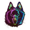 Splash Schipperke Dog