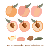 Peach, Latin Prunus persica