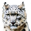 Snow Leopard