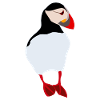 Macareux moine - macareux
