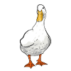 canard