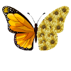 Butterfly Sunflower