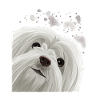 Curious Maltese Dog