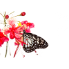 Butterfly butterfly